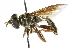  ( - CNC DIPTERA 102544)  @14 [ ] CreativeCommons - Attribution (2011) CNC/CBG Photography Group Centre for Biodiversity Genomics