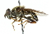  ( - CNC DIPTERA 102546)  @11 [ ] CreativeCommons - Attribution (2011) CNC/CBG Photography Group Centre for Biodiversity Genomics