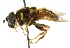  (Quichuana montana - CNC DIPTERA 102547)  @13 [ ] CreativeCommons - Attribution (2011) CNC/CBG Photography Group Centre for Biodiversity Genomics