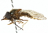  (Rhingia sp. 2 - CNC DIPTERA 102585)  @13 [ ] CreativeCommons - Attribution (2011) CNC/CBG Photography Group Centre for Biodiversity Genomics