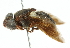  ( - CNC DIPTERA 102593)  @14 [ ] CreativeCommons - Attribution (2011) CNC/CBG Photography Group Centre for Biodiversity Genomics