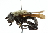  ( - CNC DIPTERA 102597)  @11 [ ] CreativeCommons - Attribution (2011) CNC/CBG Photography Group Centre for Biodiversity Genomics