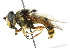  ( - CNC DIPTERA 102614)  @14 [ ] CreativeCommons - Attribution (2011) CNC/CBG Photography Group Centre for Biodiversity Genomics