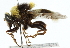  (Sericomyia bombiformis - CNC DIPTERA 102617)  @14 [ ] CreativeCommons - Attribution (2011) CNC/CBG Photography Group Centre for Biodiversity Genomics