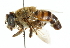  (Phytomia crassipes - CNC DIPTERA 102623)  @11 [ ] CreativeCommons - Attribution (2011) CNC/CBG Photography Group Centre for Biodiversity Genomics