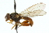  ( - CNC DIPTERA 102630)  @12 [ ] CreativeCommons - Attribution (2011) CNC/CBG Photography Group Centre for Biodiversity Genomics