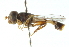  ( - CNC DIPTERA 102680)  @11 [ ] CreativeCommons - Attribution (2011) CNC/CBG Photography Group Centre for Biodiversity Genomics