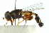  ( - CNC DIPTERA 102681)  @13 [ ] CreativeCommons - Attribution (2011) CNC/CBG Photography Group Centre for Biodiversity Genomics