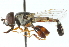  ( - CNC DIPTERA 102683)  @14 [ ] CreativeCommons - Attribution (2011) CNC/CBG Photography Group Centre for Biodiversity Genomics