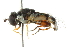  ( - CNC DIPTERA 102684)  @14 [ ] CreativeCommons - Attribution (2011) CNC/CBG Photography Group Centre for Biodiversity Genomics