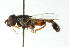  ( - CNC DIPTERA 102685)  @13 [ ] CreativeCommons - Attribution (2011) CNC/CBG Photography Group Centre for Biodiversity Genomics