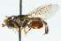  ( - CNC DIPTERA 102694)  @13 [ ] CreativeCommons - Attribution (2011) CNC/CBG Photography Group Centre for Biodiversity Genomics
