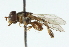  ( - CNC DIPTERA 102695)  @11 [ ] CreativeCommons - Attribution (2011) CNC/CBG Photography Group Centre for Biodiversity Genomics