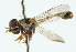  ( - CNC DIPTERA 102696)  @12 [ ] CreativeCommons - Attribution (2011) CNC/CBG Photography Group Centre for Biodiversity Genomics