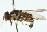  ( - CNC DIPTERA 102697)  @12 [ ] CreativeCommons - Attribution (2011) CNC/CBG Photography Group Centre for Biodiversity Genomics