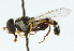  ( - CNC DIPTERA 102700)  @11 [ ] CreativeCommons - Attribution (2011) CNC/CBG Photography Group Centre for Biodiversity Genomics