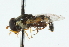  ( - CNC DIPTERA 102701)  @11 [ ] CreativeCommons - Attribution (2011) CNC/CBG Photography Group Centre for Biodiversity Genomics