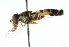  ( - CNC DIPTERA 102718)  @11 [ ] CreativeCommons - Attribution (2011) CNC/CBG Photography Group Centre for Biodiversity Genomics