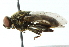  ( - CNC DIPTERA 102730)  @14 [ ] CreativeCommons - Attribution (2011) CNC/CBG Photography Group Centre for Biodiversity Genomics