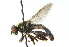  ( - CNC DIPTERA 102732)  @13 [ ] CreativeCommons - Attribution (2011) CNC/CBG Photography Group Centre for Biodiversity Genomics