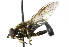  ( - CNC DIPTERA 102735)  @11 [ ] CreativeCommons - Attribution (2011) CNC/CBG Photography Group Centre for Biodiversity Genomics