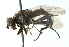  ( - CNC DIPTERA 102736)  @11 [ ] CreativeCommons - Attribution (2011) CNC/CBG Photography Group Centre for Biodiversity Genomics