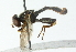  ( - CNC DIPTERA 102737)  @13 [ ] CreativeCommons - Attribution (2011) CNC/CBG Photography Group Centre for Biodiversity Genomics