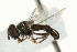  ( - CNC DIPTERA 10274)  @12 [ ] CreativeCommons - Attribution (2011) CNC/CBG Photography Group Centre for Biodiversity Genomics