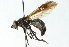  ( - CNC DIPTERA 102765)  @13 [ ] CreativeCommons - Attribution (2011) CNC/CBG Photography Group Centre for Biodiversity Genomics