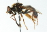  ( - CNC DIPTERA 102768)  @11 [ ] CreativeCommons - Attribution (2011) CNC/CBG Photography Group Centre for Biodiversity Genomics