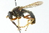  ( - CNC DIPTERA 102773)  @12 [ ] CreativeCommons - Attribution (2011) CNC/CBG Photography Group Centre for Biodiversity Genomics