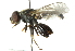  ( - CNC DIPTERA 102811)  @14 [ ] CreativeCommons - Attribution (2011) CNC/CBG Photography Group Centre for Biodiversity Genomics