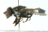  ( - CNC DIPTERA 102812)  @13 [ ] CreativeCommons - Attribution (2011) CNC/CBG Photography Group Centre for Biodiversity Genomics