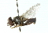  ( - CNC DIPTERA 102814)  @13 [ ] CreativeCommons - Attribution (2011) CNC/CBG Photography Group Centre for Biodiversity Genomics