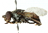  ( - CNC DIPTERA 102815)  @13 [ ] CreativeCommons - Attribution (2011) CNC/CBG Photography Group Centre for Biodiversity Genomics