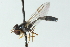  (Allobaccha eclara - CNC DIPTERA 102850)  @13 [ ] CreativeCommons - Attribution (2011) CNC/CBG Photography Group Centre for Biodiversity Genomics