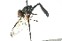  ( - CNC DIPTERA 102857)  @11 [ ] CreativeCommons - Attribution (2011) CNC/CBG Photography Group Centre for Biodiversity Genomics