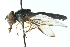  ( - CNC DIPTERA 102858)  @11 [ ] CreativeCommons - Attribution (2011) CNC/CBG Photography Group Centre for Biodiversity Genomics