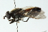  ( - CNC DIPTERA 102890)  @14 [ ] CreativeCommons - Attribution (2011) CNC/CBG Photography Group Centre for Biodiversity Genomics