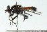  ( - CNC DIPTERA 102891)  @13 [ ] CreativeCommons - Attribution (2011) CNC/CBG Photography Group Centre for Biodiversity Genomics