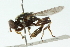  ( - CNC DIPTERA 102892)  @11 [ ] CreativeCommons - Attribution (2011) CNC/CBG Photography Group Centre for Biodiversity Genomics