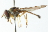  ( - CNC DIPTERA 102972)  @11 [ ] CreativeCommons - Attribution (2011) CNC/CBG Photography Group Centre for Biodiversity Genomics