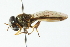  ( - CNC DIPTERA 102973)  @13 [ ] CreativeCommons - Attribution (2011) CNC/CBG Photography Group Centre for Biodiversity Genomics