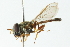  ( - CNC DIPTERA 102976)  @13 [ ] CreativeCommons - Attribution (2011) CNC/CBG Photography Group Centre for Biodiversity Genomics