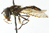  ( - CNC DIPTERA 102979)  @13 [ ] CreativeCommons - Attribution (2011) CNC/CBG Photography Group Centre for Biodiversity Genomics
