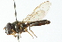  ( - CNC DIPTERA 102980)  @13 [ ] CreativeCommons - Attribution (2011) CNC/CBG Photography Group Centre for Biodiversity Genomics