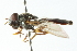  ( - CNC DIPTERA 102981)  @13 [ ] CreativeCommons - Attribution (2011) CNC/CBG Photography Group Centre for Biodiversity Genomics