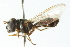  ( - CNC DIPTERA 102982)  @13 [ ] CreativeCommons - Attribution (2011) CNC/CBG Photography Group Centre for Biodiversity Genomics