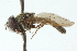  ( - CNC DIPTERA 102990)  @12 [ ] CreativeCommons - Attribution (2011) CNC/CBG Photography Group Centre for Biodiversity Genomics