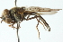 ( - CNC DIPTERA 102991)  @13 [ ] CreativeCommons - Attribution (2011) CNC/CBG Photography Group Centre for Biodiversity Genomics